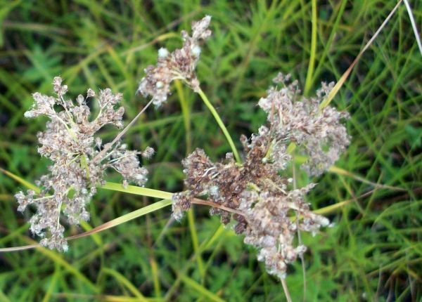 Palmwedelsegge lat. Carex muskingumensis,