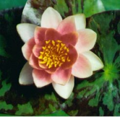 Zwergseerose Chrysantha